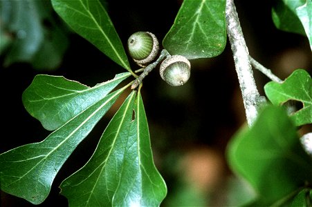 Quercus nigra USDA