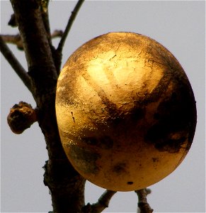 Oak apple gall on Garry oak (Quercus garryana), Sonoma County, California photo