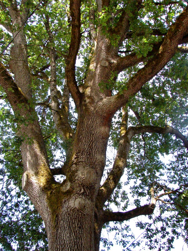 Garry Oak Quercus garryana, a Portland heritage tree.