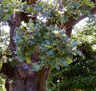 Oregon White Oak or Quercus garryana photo