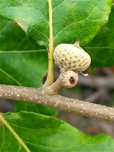 post oak (Quercus stellata)