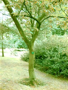 Castanea pumila (dvergkastanía) in the botanical garden in Copenhagen.