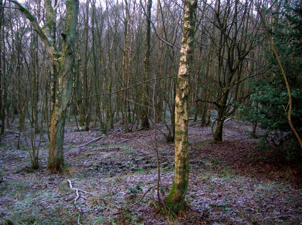 Inside the old baroque Deer park at Benslie, North Ayrshire, Scotland.