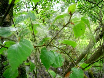 Betula pubescens coated with seeds from Salix cinerea. Eglinton Country Park, Irvine, Ayrshire, Scotland