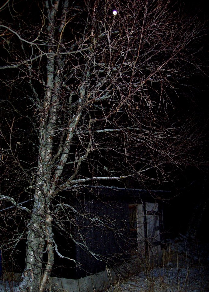 Bearch Betula pubescens in Vefsn, Norway