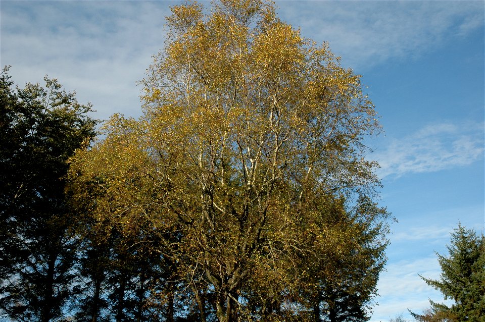 Betula pubescens, Norway.