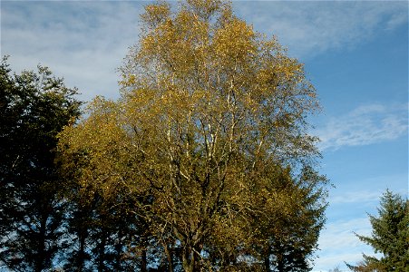 Betula pubescens, Norway.