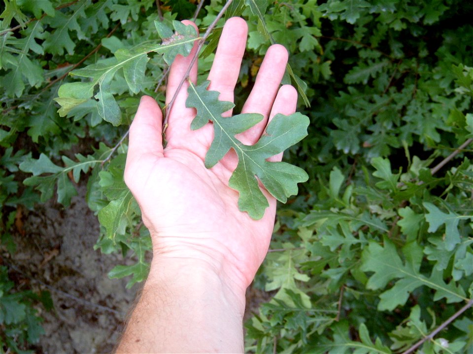 Quercus cerris leaf.