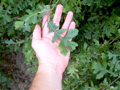 Quercus cerris leaf.