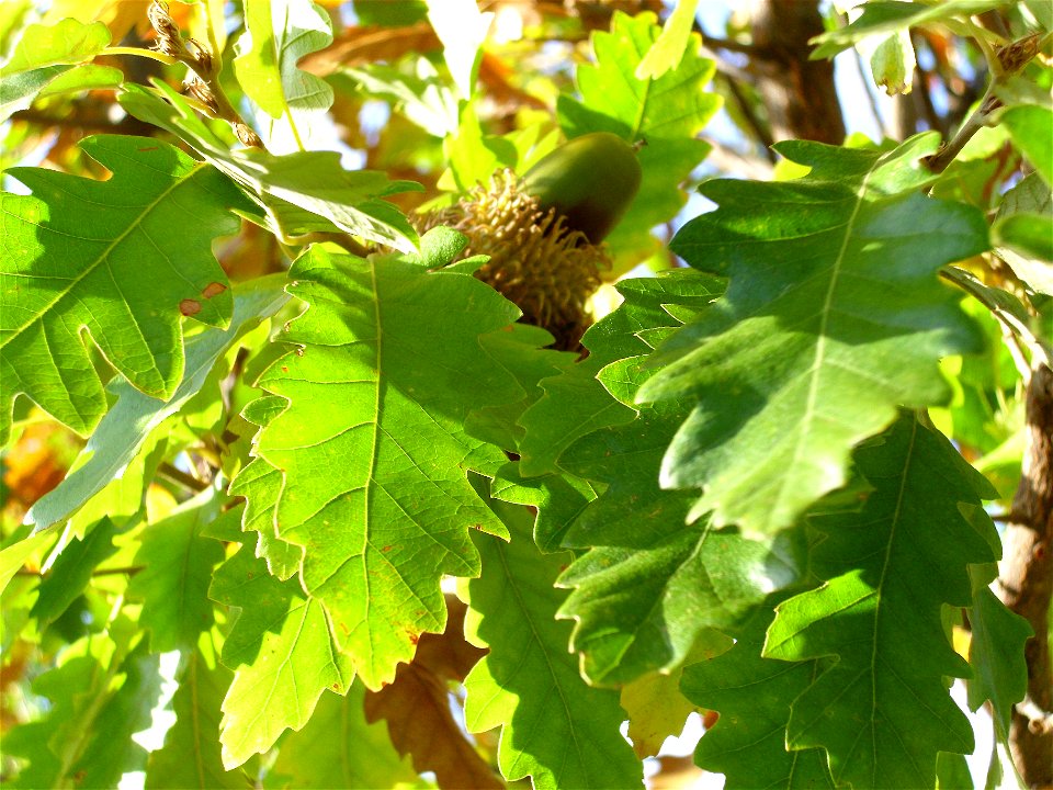 Quercus cerris leaves and acorn — Dehesa Boyal de Puertollano botanic garden, Spain.