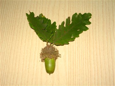 Quercus cerris. Cerro. Ghianda e foglie