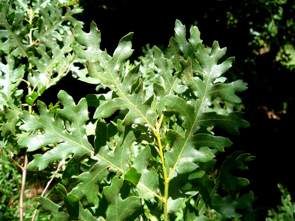 Saçlı meşe (Quercus cerris)