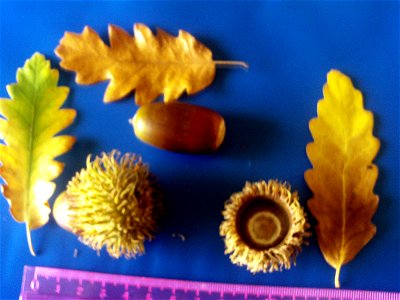 acorns and leaves — Dehesa Boyal de Puertollano botanic garden, Spain.