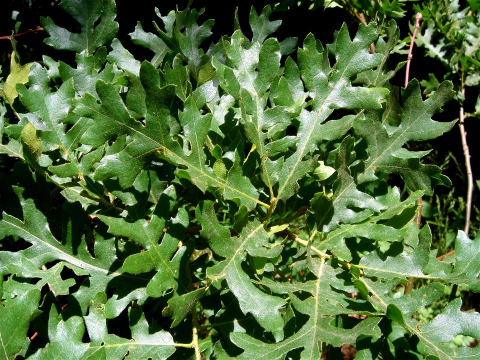 Turkey oak (Quercus cerris)