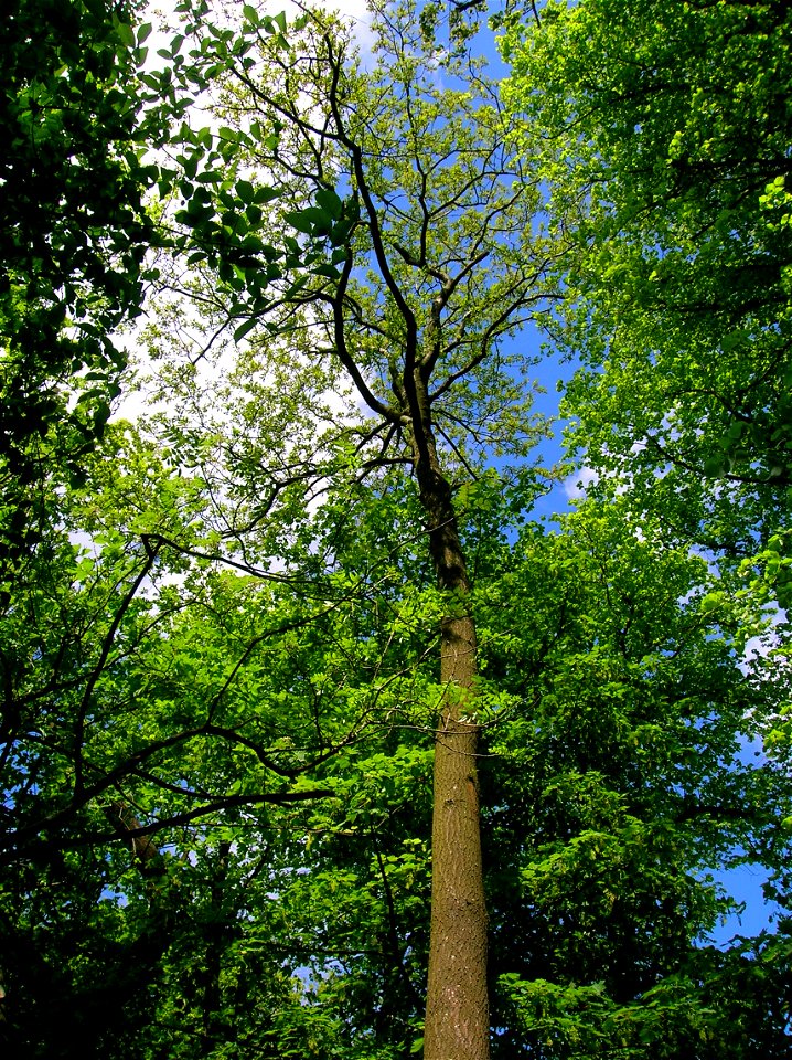 Turkey Oak, Quercus cerris, at Spier's parklands, North Ayrshire, Scotland.