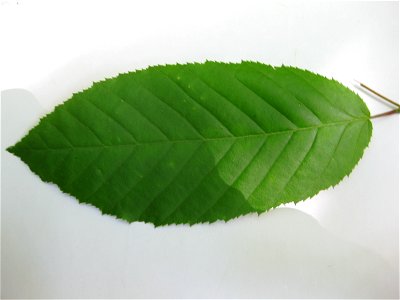 Carpinus caroliniana