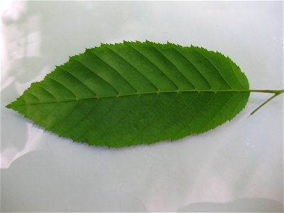 Carpinus caroliniana