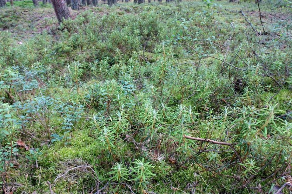 Myrica gale,Ledum palustre, Słowiński Park Narodowy,wood between seashore (Baltic sea) and lake Jezioro Sarbsko