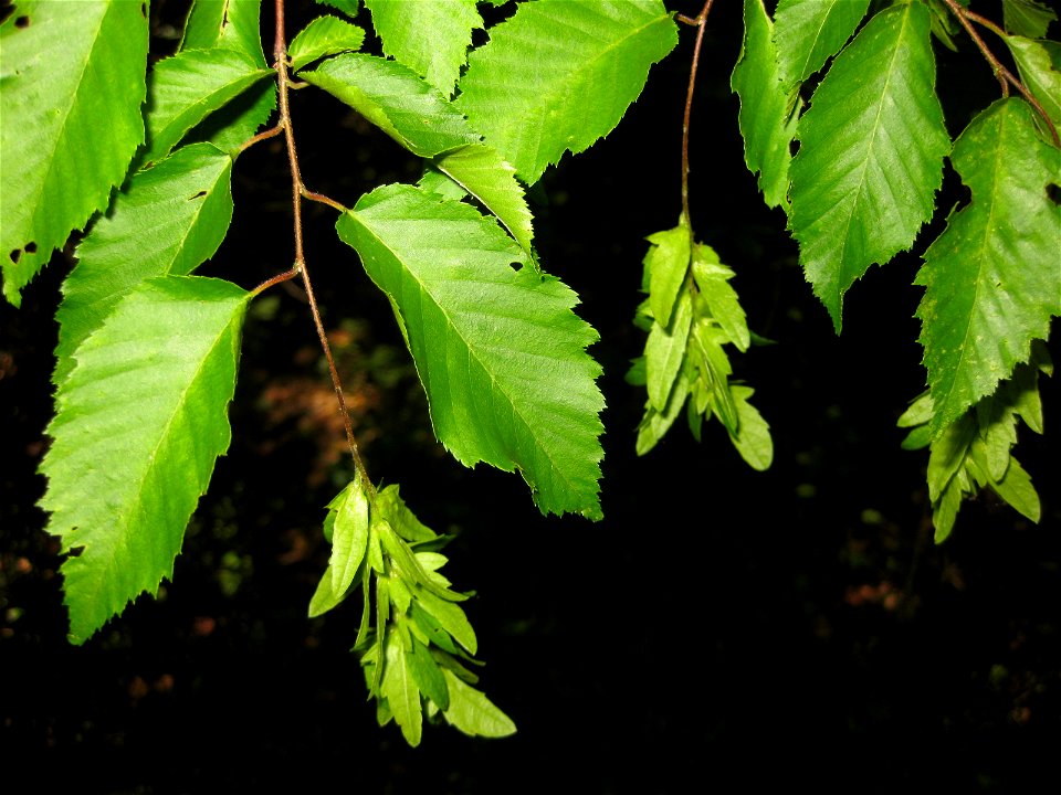 Carpinus caroliniana