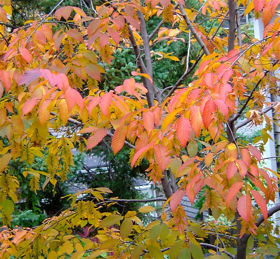 Carpinus caroliniana autumn colour