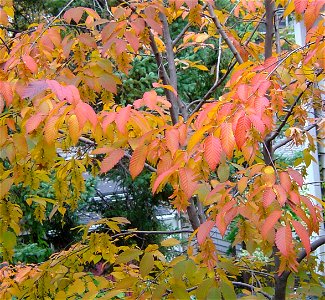 Carpinus caroliniana autumn colour photo