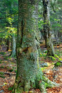 Large, old, moss-covered yellow birch (Betula alleghaniensis) along the West Fork Lehigh River, Wayne County, within State Game Land 312.

I've licensed this photo as Creative Commons Zero (CC0) for r