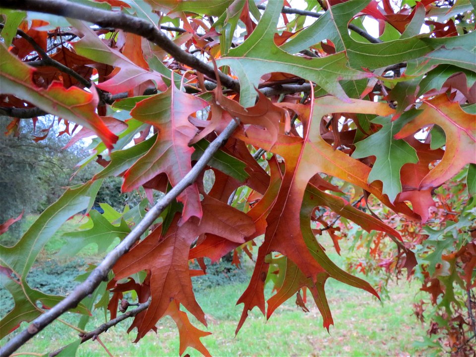 Scharlach-Eiche (Quercus coccinea) im Landesgartenschaupark Hockenheim