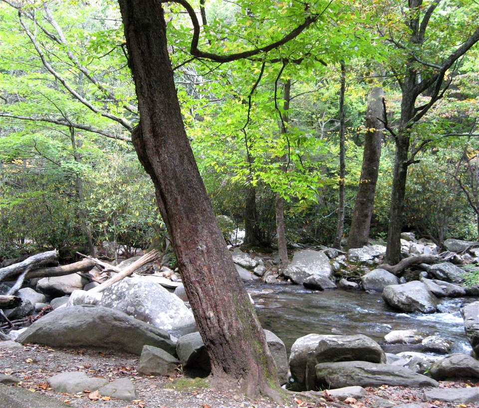 A large Ostrya virginiana tree by a stream — in Great Smoky Mountains National Park, U.S.