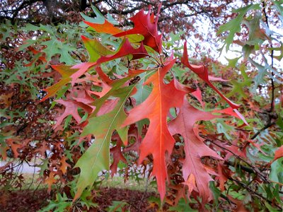 Scharlach-Eiche (Quercus coccinea) im Landesgartenschaupark Hockenheim