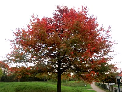 Scharlach-Eiche (Quercus coccinea) im Landesgartenschaupark Hockenheim