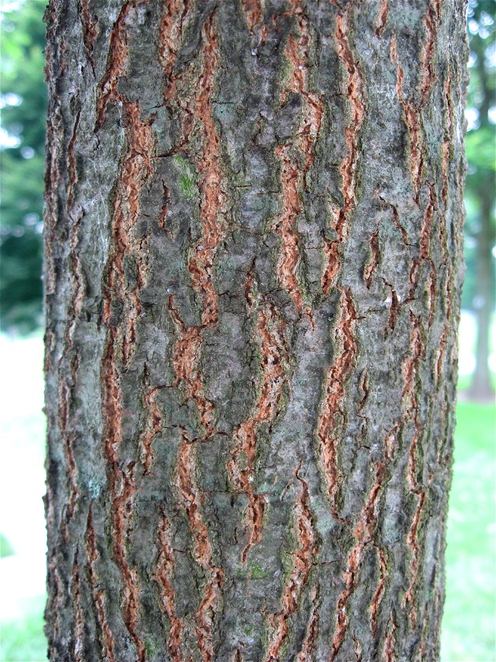 A picture of the trunk of Quercus coccinea.