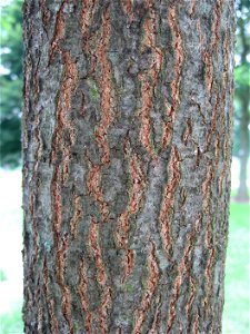 A picture of the trunk of Quercus coccinea.