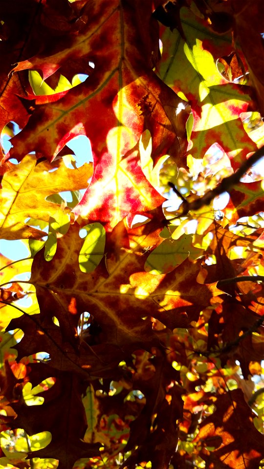 Chadwick Arboretum and Learning Gardens
Lane Avenue Gardens
The Ohio State University

Columbus, Ohio
