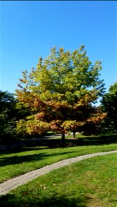 Chadwick Arboretum and Learning Gardens
Lane Avenue Gardens
The Ohio State University

Columbus, Ohio