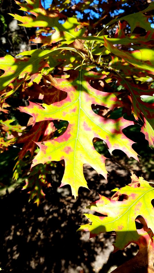 Chadwick Arboretum and Learning Gardens
Lane Avenue Gardens
The Ohio State University

Columbus, Ohio
