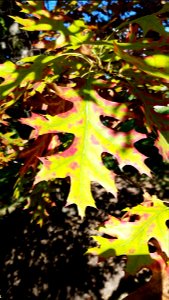 Chadwick Arboretum and Learning Gardens
Lane Avenue Gardens
The Ohio State University

Columbus, Ohio