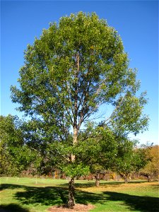 Quercus acutissima specimen in Lasdon Park and Arboretum, Somers, New York, USA. photo