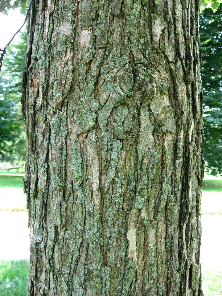 A picture of the trunk of Quercus bicolor.