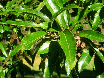 Quercus acutissima specimen in Lasdon Park and Arboretum, Somers, New York, USA. photo