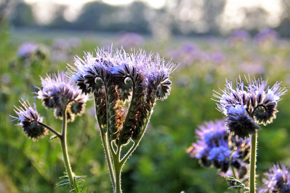 Food the bees green