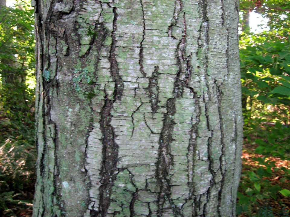 A picture of the bark of Betula lenta.