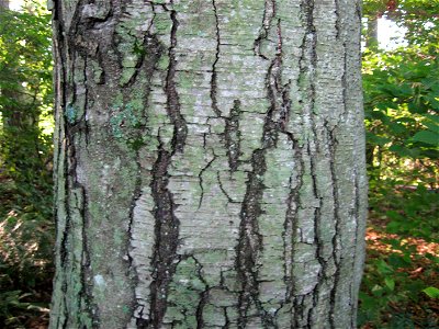 A picture of the bark of Betula lenta. photo