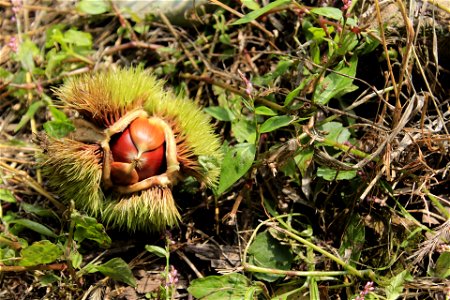 Korean chestnut (Castanea crenata)