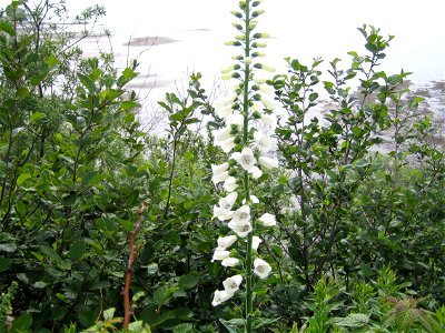 Bay of Fundy, NB, Canada, with Alnus incana subsp. rugosa and Digitalis purpurea