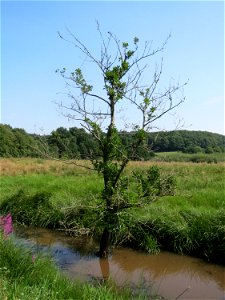 Grau-Erle (Alnus incana) östlich vom Naturschutzgebiet Mürmes
