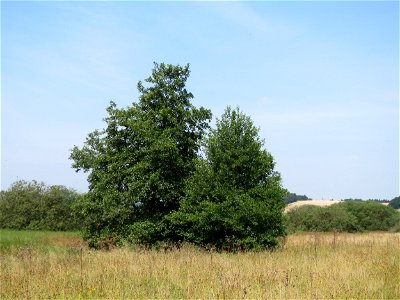 Grau-Erle (Alnus incana) im Naturschutzgebiet Mürmes