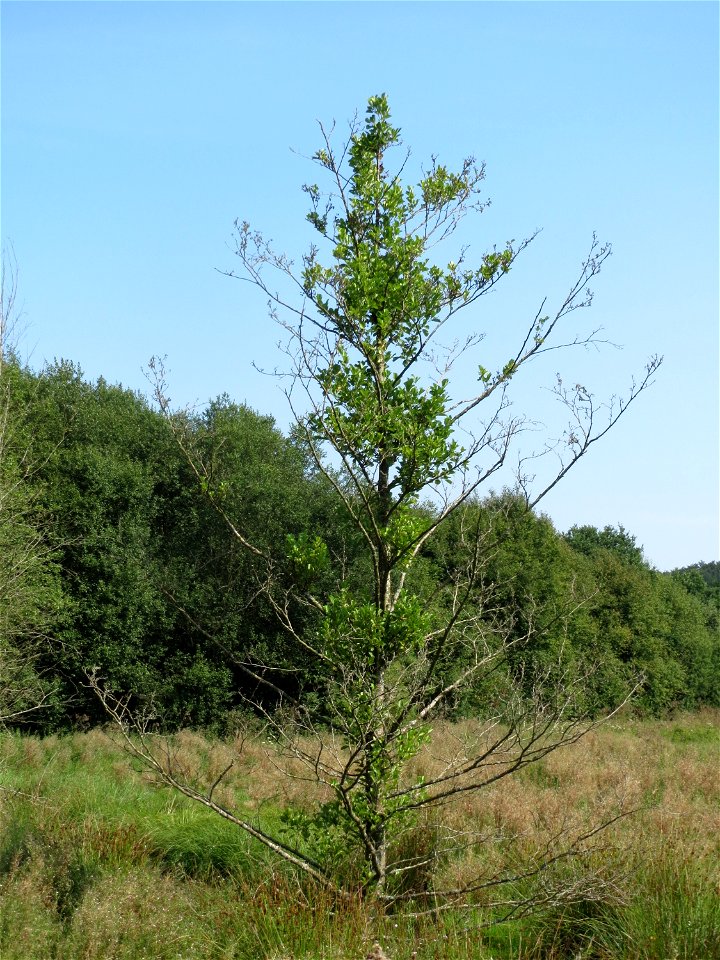 Grau-Erle (Alnus incana) östlich vom Naturschutzgebiet Mürmes