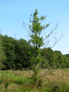 Grau-Erle (Alnus incana) östlich vom Naturschutzgebiet Mürmes