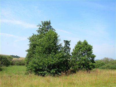 Grau-Erle (Alnus incana) im Naturschutzgebiet Mürmes