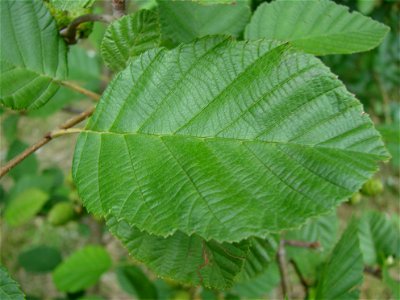 Leaf of Alnus incana.